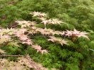 Acer palmatum "Beni tsukasa"