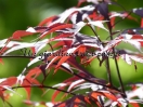 Acer palmatum "Bloodgood"