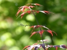 Acer palmatum "Bloodgood"