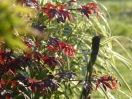 Acer palmatum "Bloodgood"