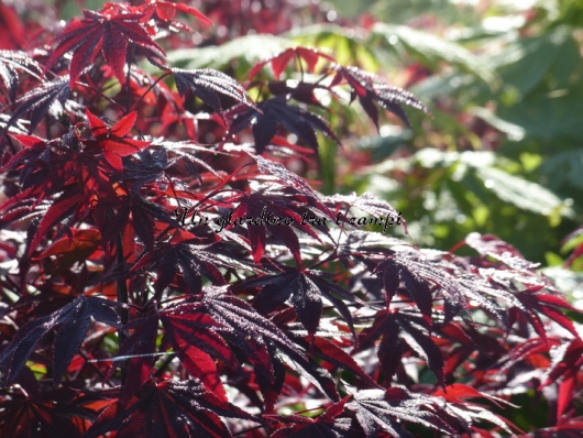 Acer palmatum "Bloodgood"