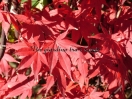 Acer palmatum "Bloodgood"