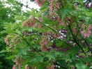 Acer pseudoplatanus "Brilliantissimum"