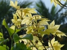 Acer pseudoplatanus "Brilliantissimum"