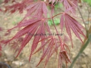 Acer palmatum "Burgundy lace"