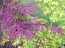 Acer palmatum "Burgundy lace"