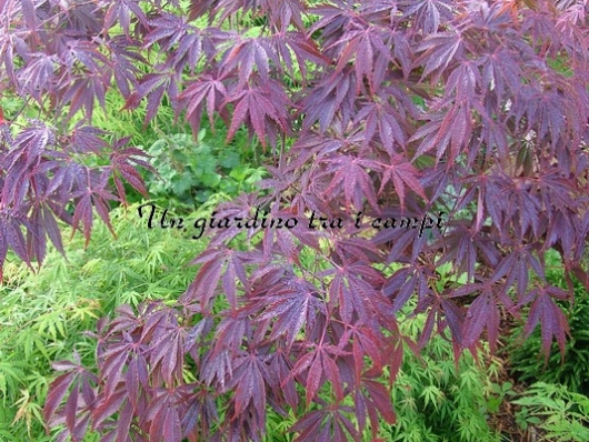 Acer palmatum "Burgundy lace"