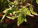 Acer palmatum "Butterfly"