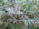 Acer palmatum "Butterfly"