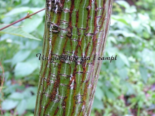 Acer capillipes