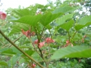 Acer capillipes