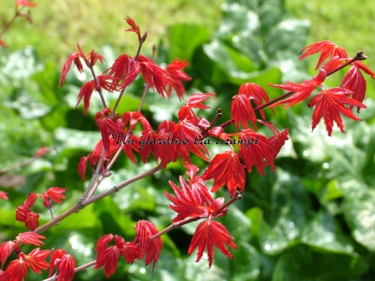 Acer palmatum "Chisio improved"