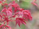 Acer palmatum "Chisio improved"