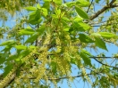 Acer cissifolium