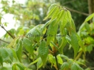 Acer cissifolium