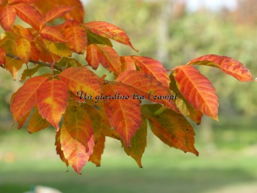 Acer cissifolium