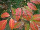 Acer cissifolium