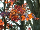 Acer platanoides "Crimson King"