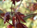 Acer platanoides "Crimson King"