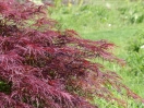 Acer palmatum "Crimson queen"