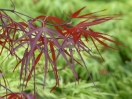 Acer palmatum "Enkan"