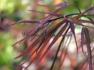 Acer palmatum "Enkan"