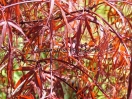 Acer palmatum "Enkan"