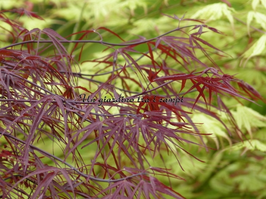 Acer palmatum "Enkan"