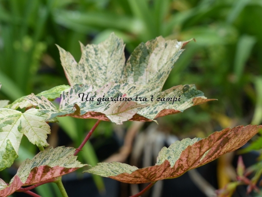 Acer pseudoplatanus "Eskimo Sunset"