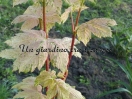 Acer pseudoplatanus "Eskimo Sunset"