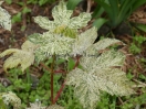 Acer pseudoplatanus "Eskimo Sunset"