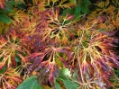 Acer japonicum "Fairy light"