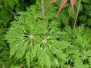 Acer japonicum "Fairy light"