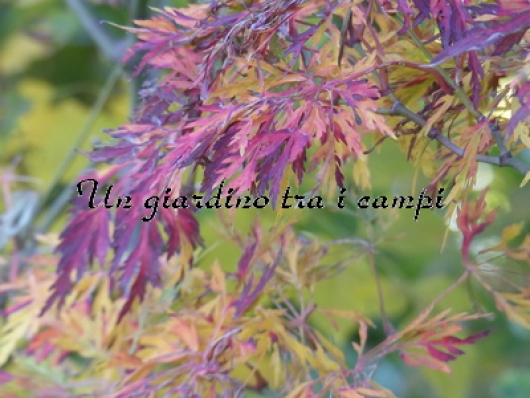 Acer japonicum "Fairy light"