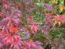 Acer palmatum "Felice"