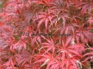 Acer palmatum "Felice"