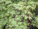 Acer palmatum "Felice"