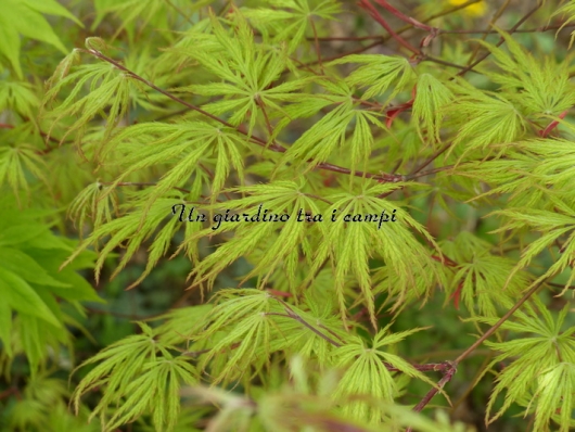 Acer palmatum "Felice"