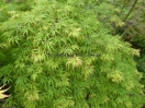 Acer palmatum "Felice"