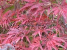 Acer palmatum "Felice"