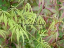 Acer palmatum "Filigree"