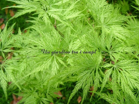 Acer palmatum "Filigree"