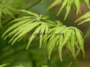 Acer palmatum "Filigree"