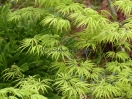 Acer palmatum "Filigree"