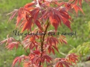 Acer palmatum "Fiord'arancio"