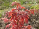 Acer palmatum "Fiord'arancio"