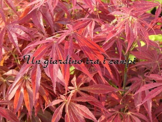 Acer palmatum "Fiord'arancio"