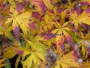 Acer palmatum "Fiord'arancio"