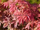 Acer palmatum "Fiord'arancio"