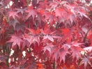 Acer palmatum "Fireglow"